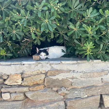 Iliopetra מלון דירות חריסי אקטי