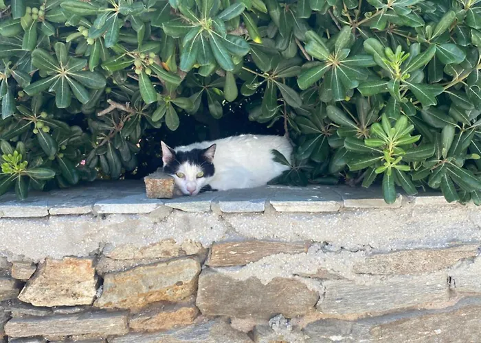 Iliopetra Lägenhetshotell Chrisi Akti (Paros)
